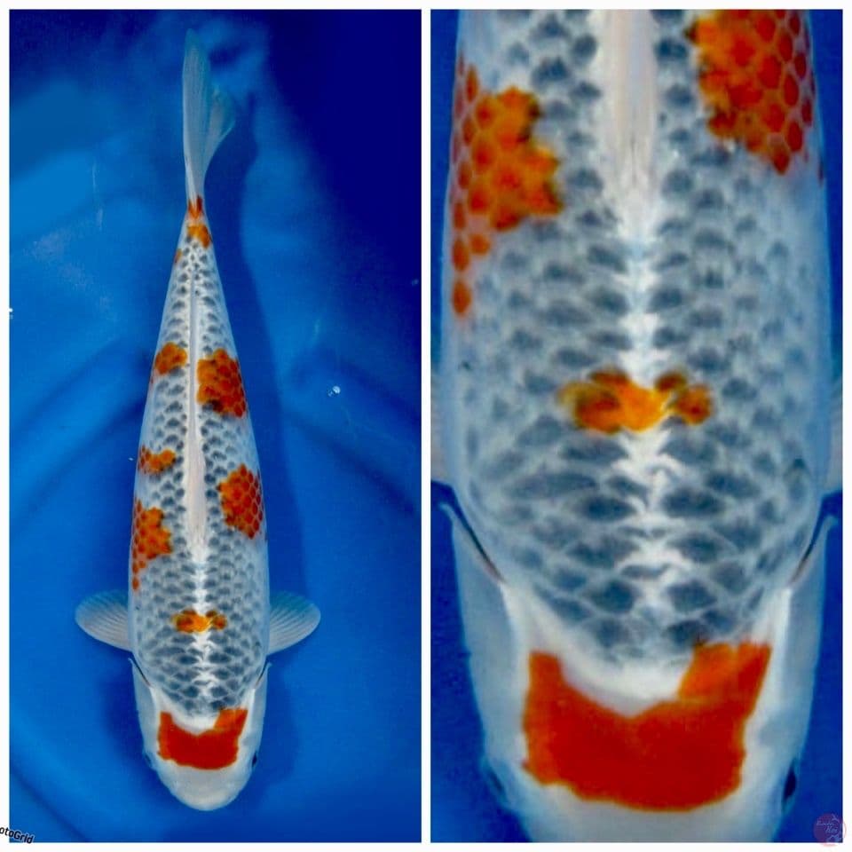 Super Goshiki antik F1 marusai 43cm