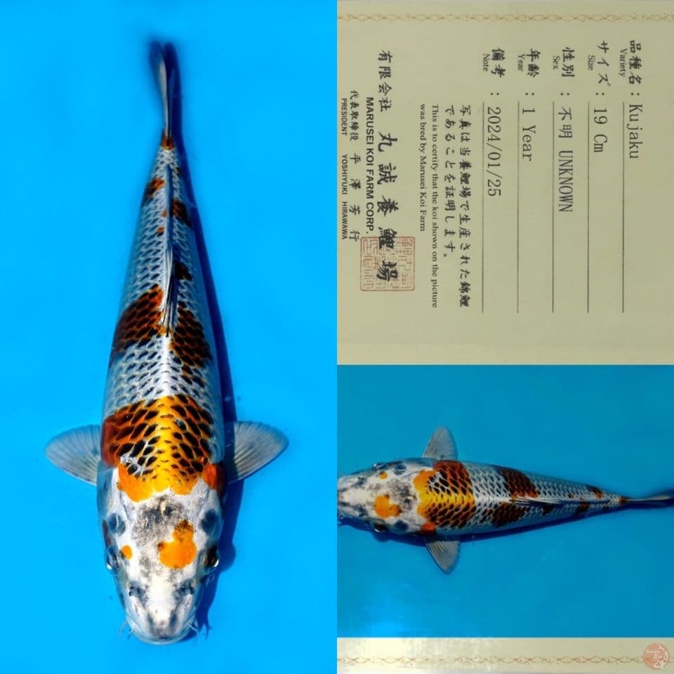 SALE OB RENDAH! MARUSEI SAKURA KUJAKU HQ 29CM