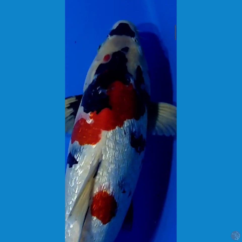 HQ Ginrin Showa 44 cm