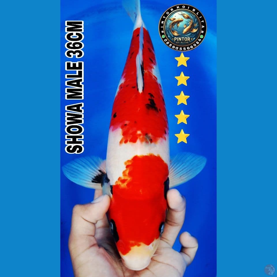 showa 36cm