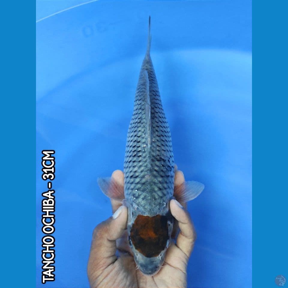 TANCHO OCHIBA 31CM