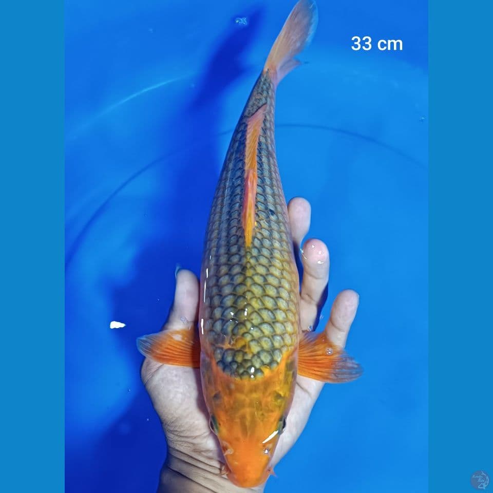 akamatsuba 33 cm