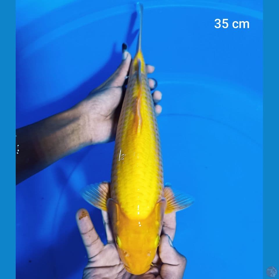 karasi 35 cm