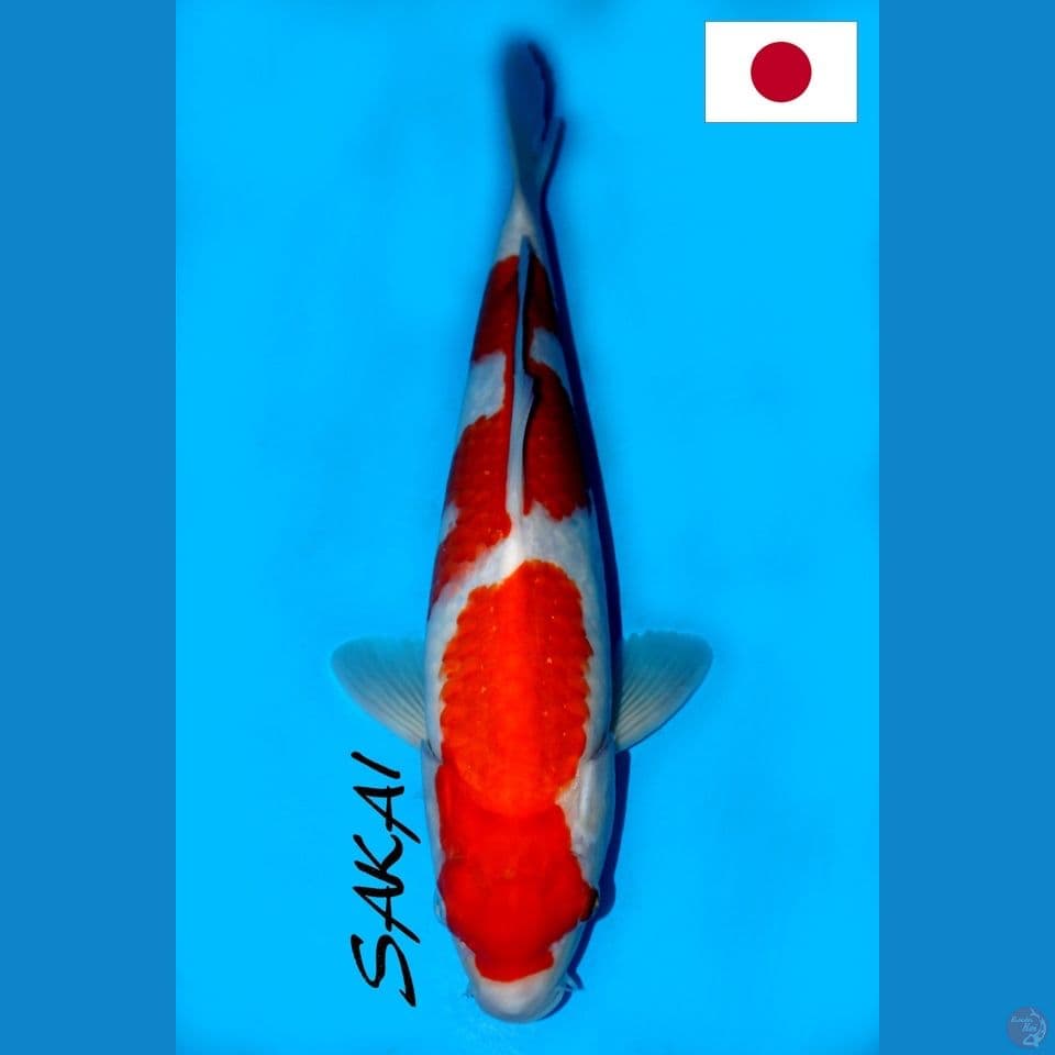 SQ SAKAI SANDAN KOHAKU 35CM