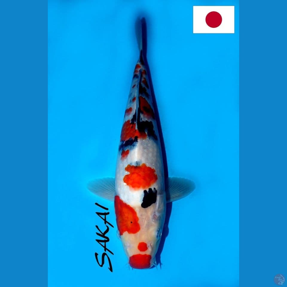 SQ SAKAI SAKURA SANKE 30CM