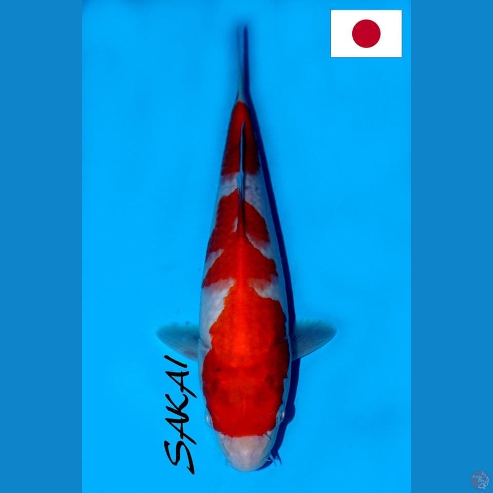 SQ SAKAI NIDAN KOHAKU 25CM
