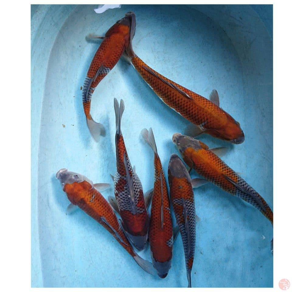 OCHIBA 28-35 CM ( 7 EKOR)