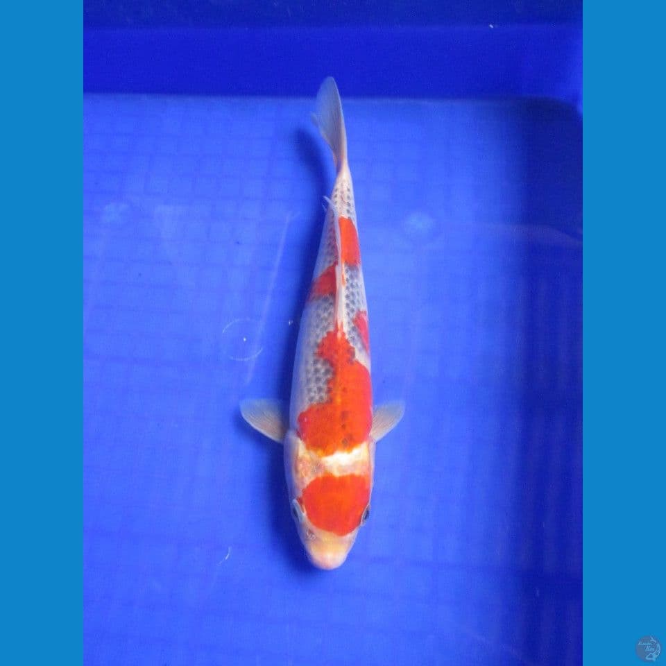 Goshiki 27cm