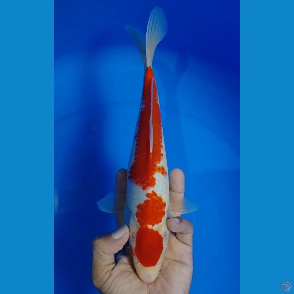 kohaku original 28cm.u
