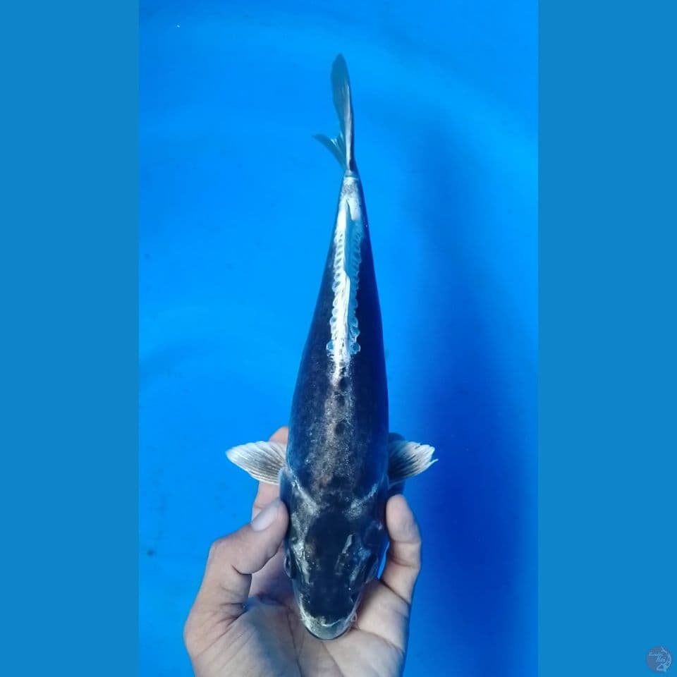kiko 28cm m
