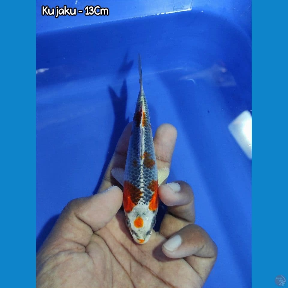MINION KUJAKU ORIGINAL 13CM