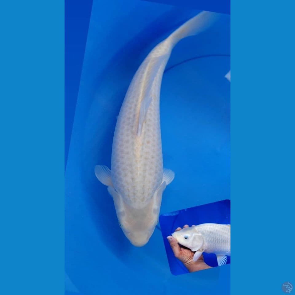 40cm KARASHIMUJI X WASABI