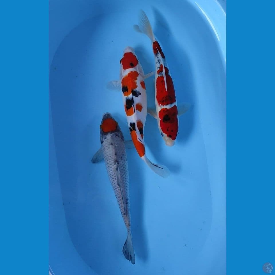 mix 3 ekor 35 cm