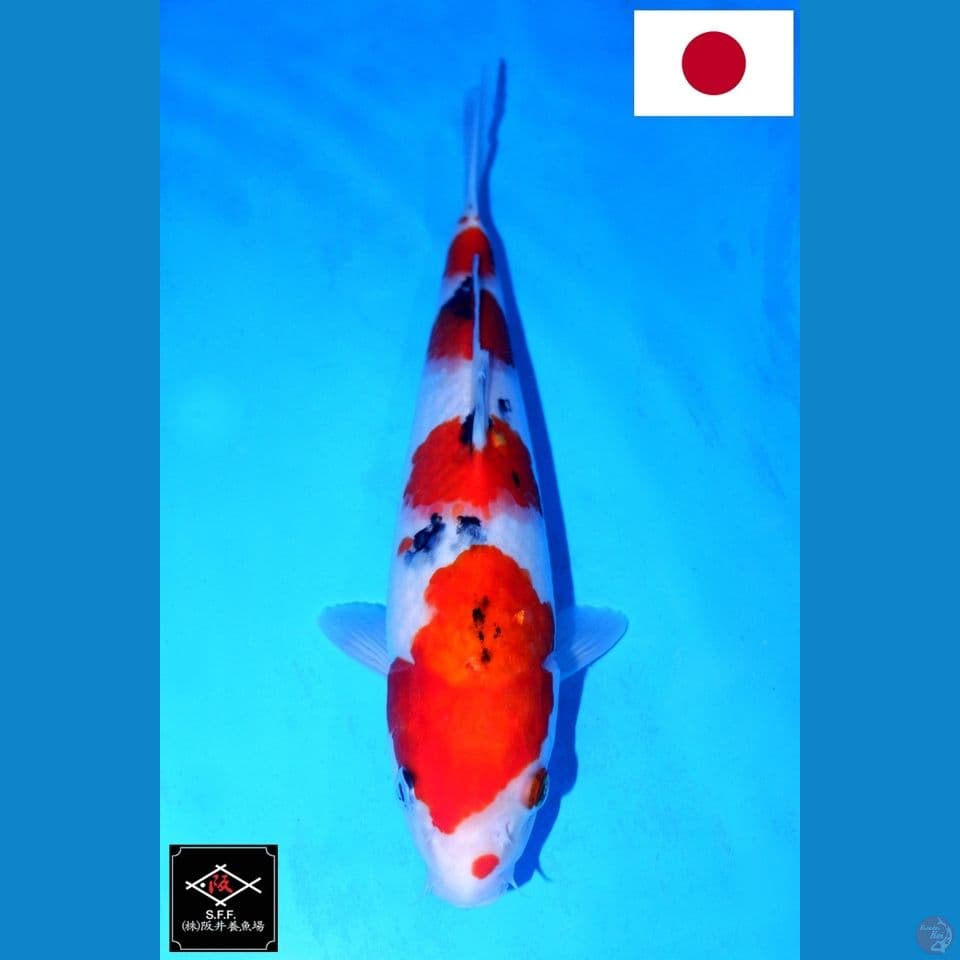 SAKAI YONDAN SANKE SQ 31CM