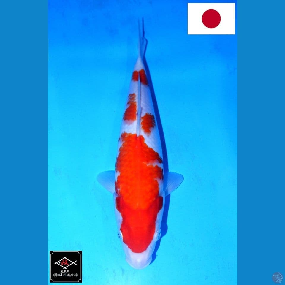 SAKAI SANDAN KOHAKU HQ 30CM