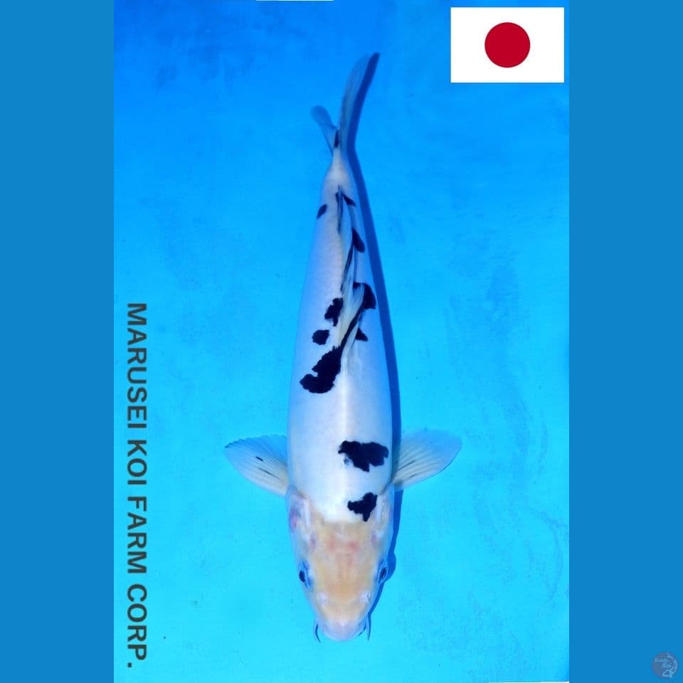 MARUSEI DOITSHU BEKKO SQ 32CM