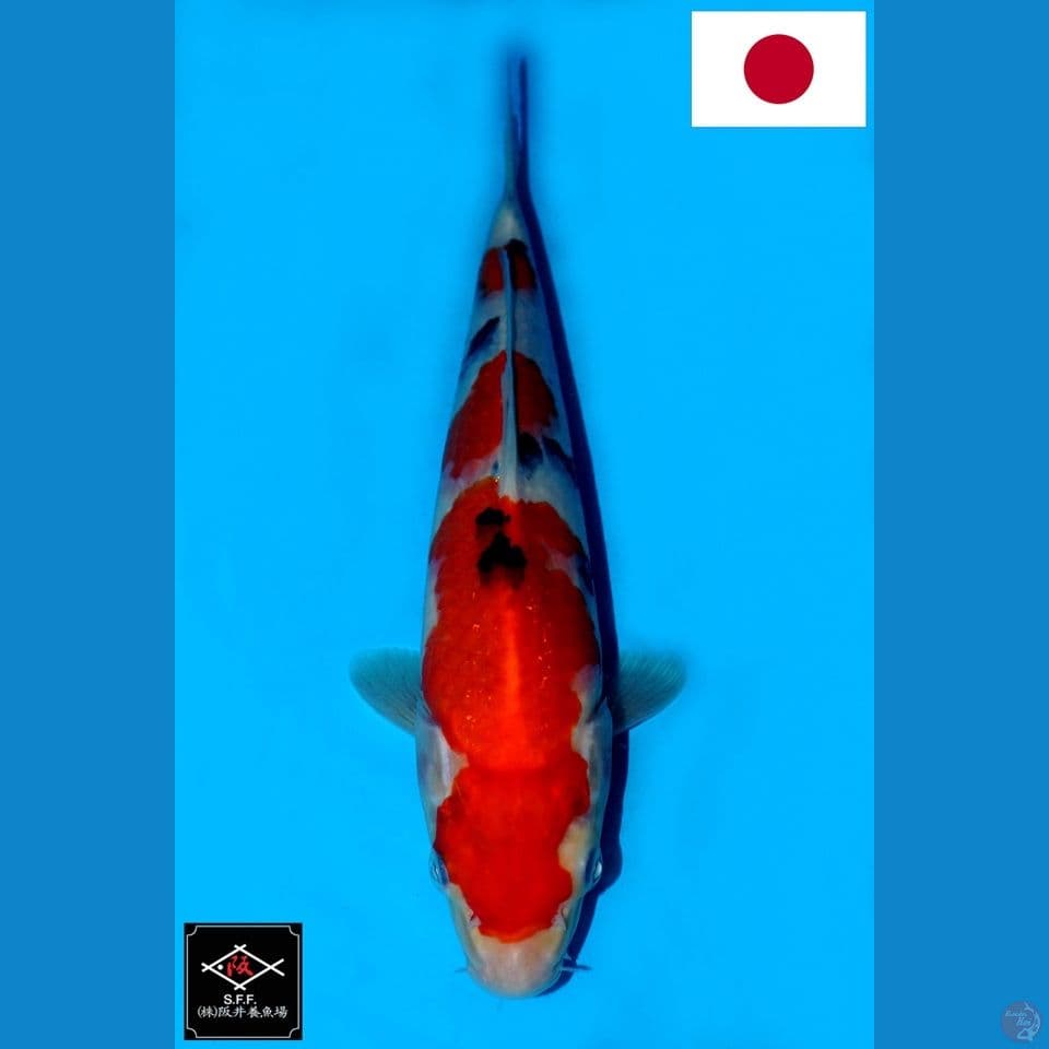 SAKAI SANDAN SANKE SQ 29CM
