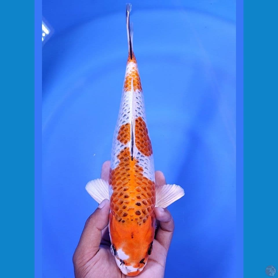KUJAKU 30 CM MALE