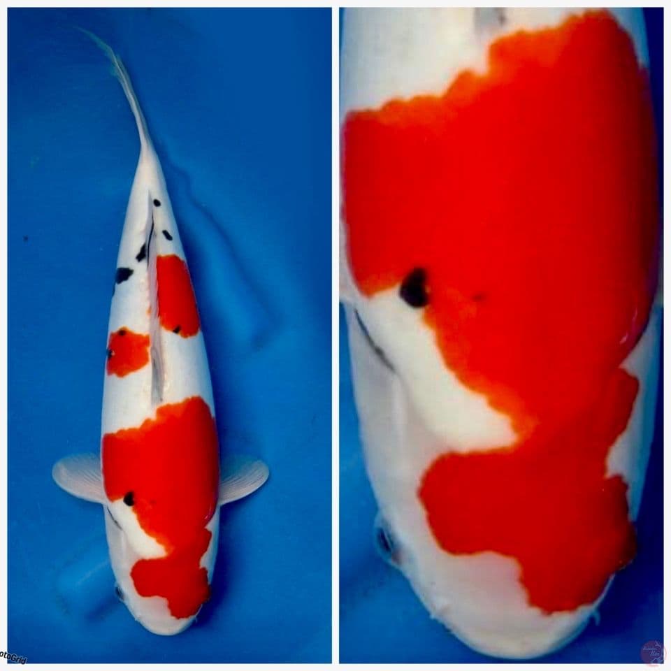 Super doitsu murni 40 cm