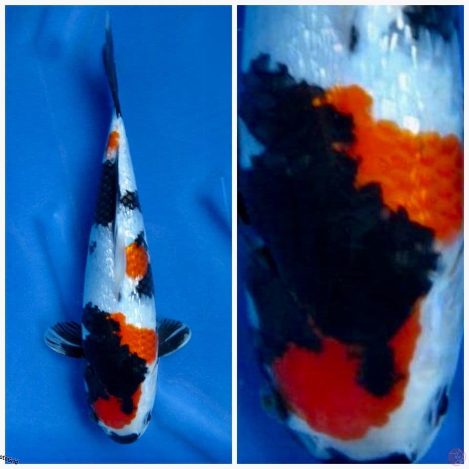 Showa F1 Sakai Gingrin 31cm