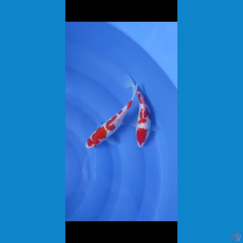 hQ kohaku 20 cm