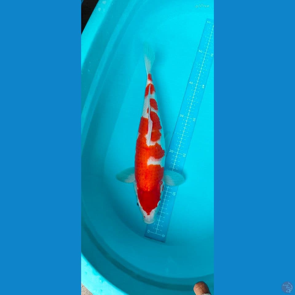 kohaku original 43 cm