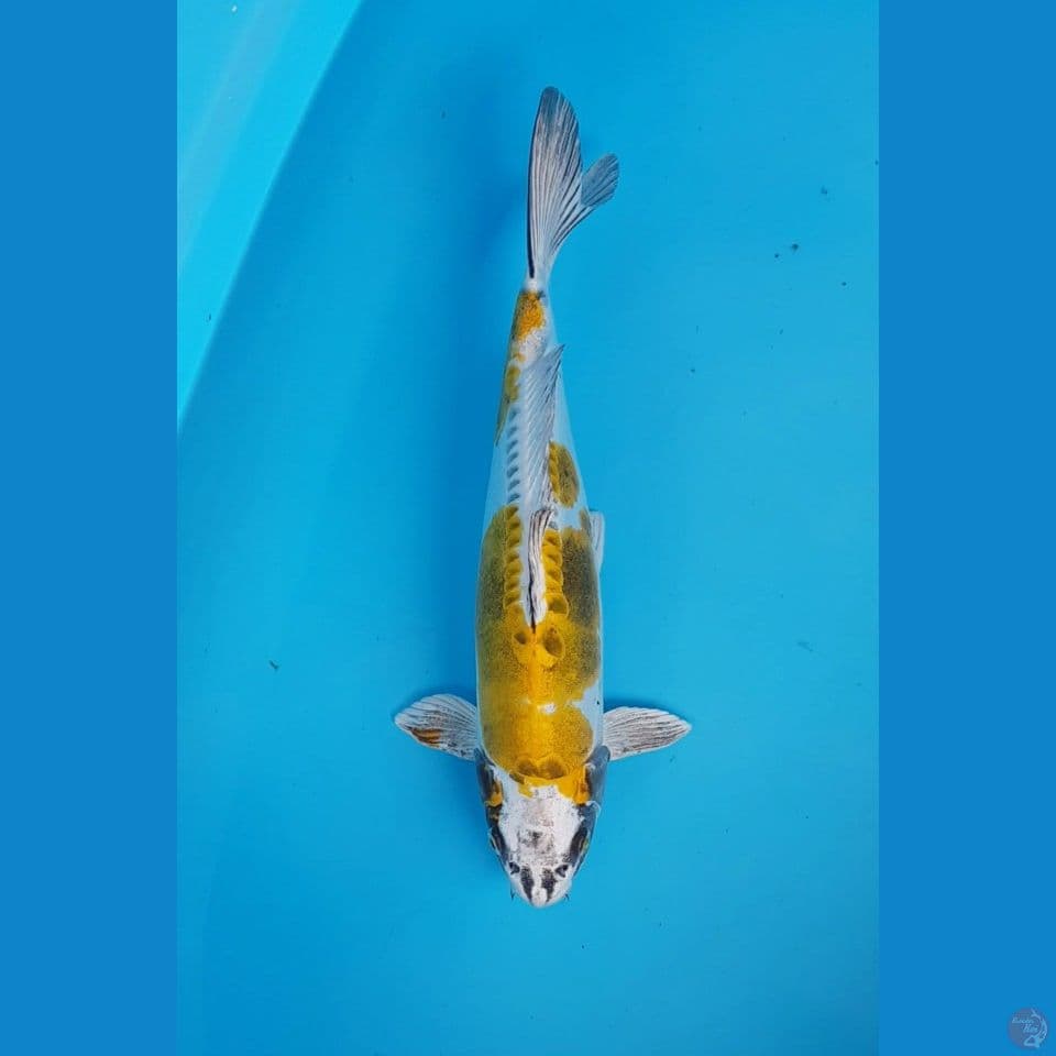 THE KIKO 38cm