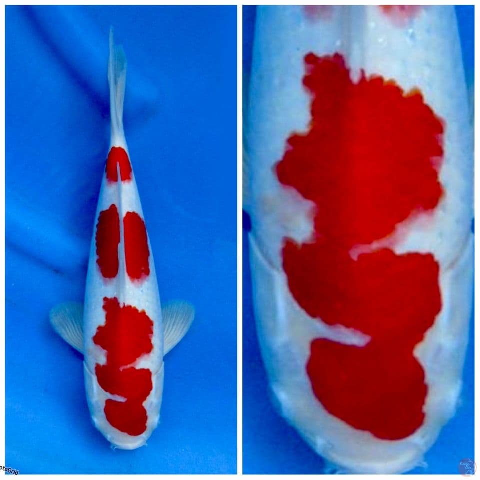 Kohaku f1 sakai 33cm