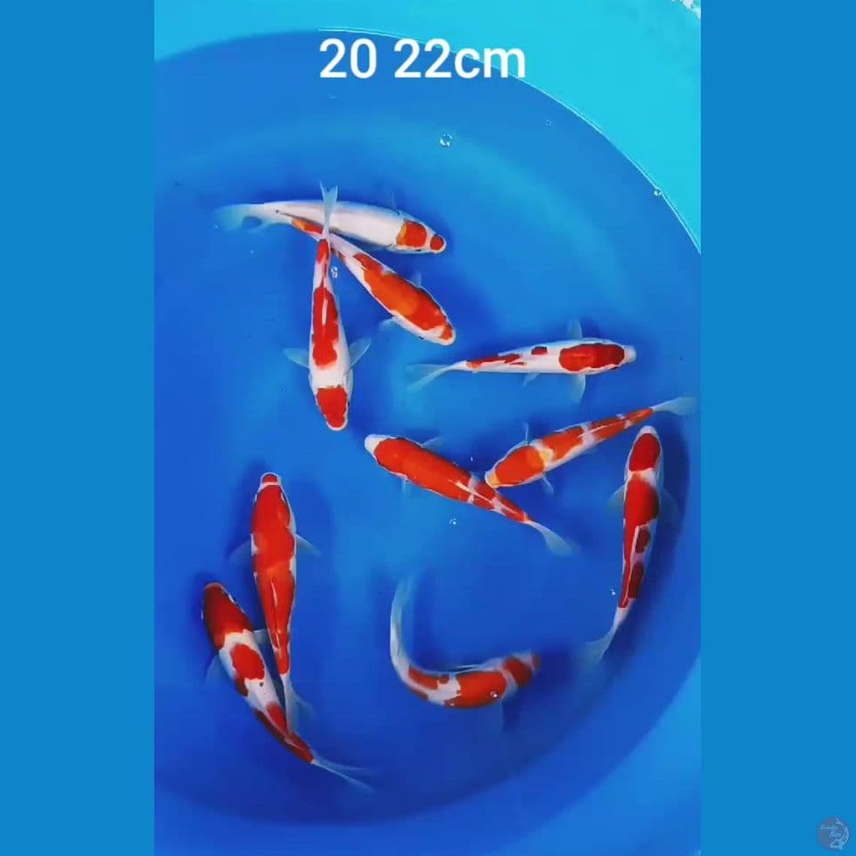 kohaku 20 22cm