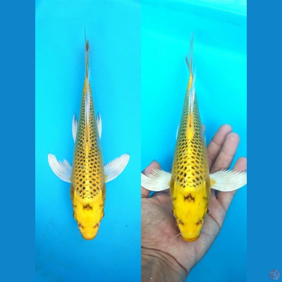 KUMPAY KIN MATSUBA 26+CM