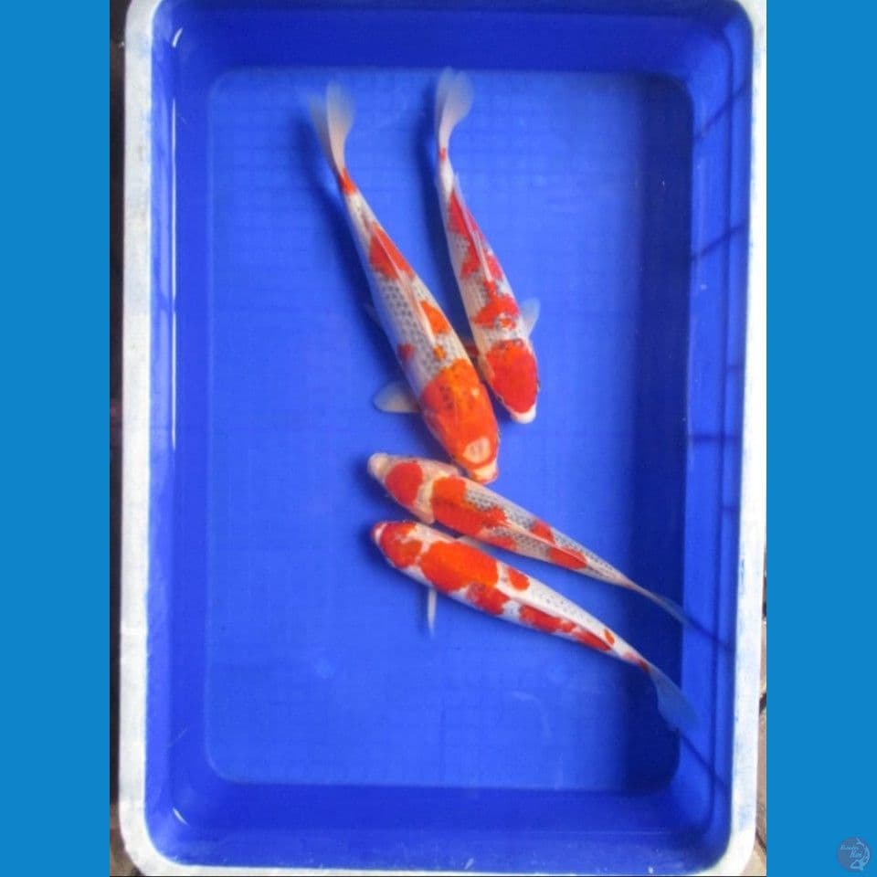 Paket Goshiki Cut Kering
