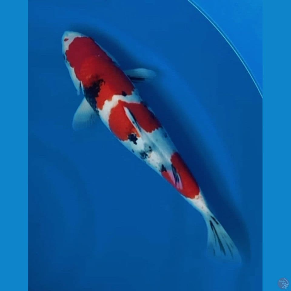 JUMBO SHOWA 40CM