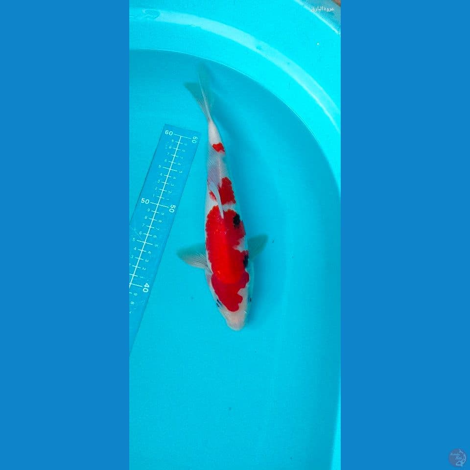 showa tategoi 31 cm