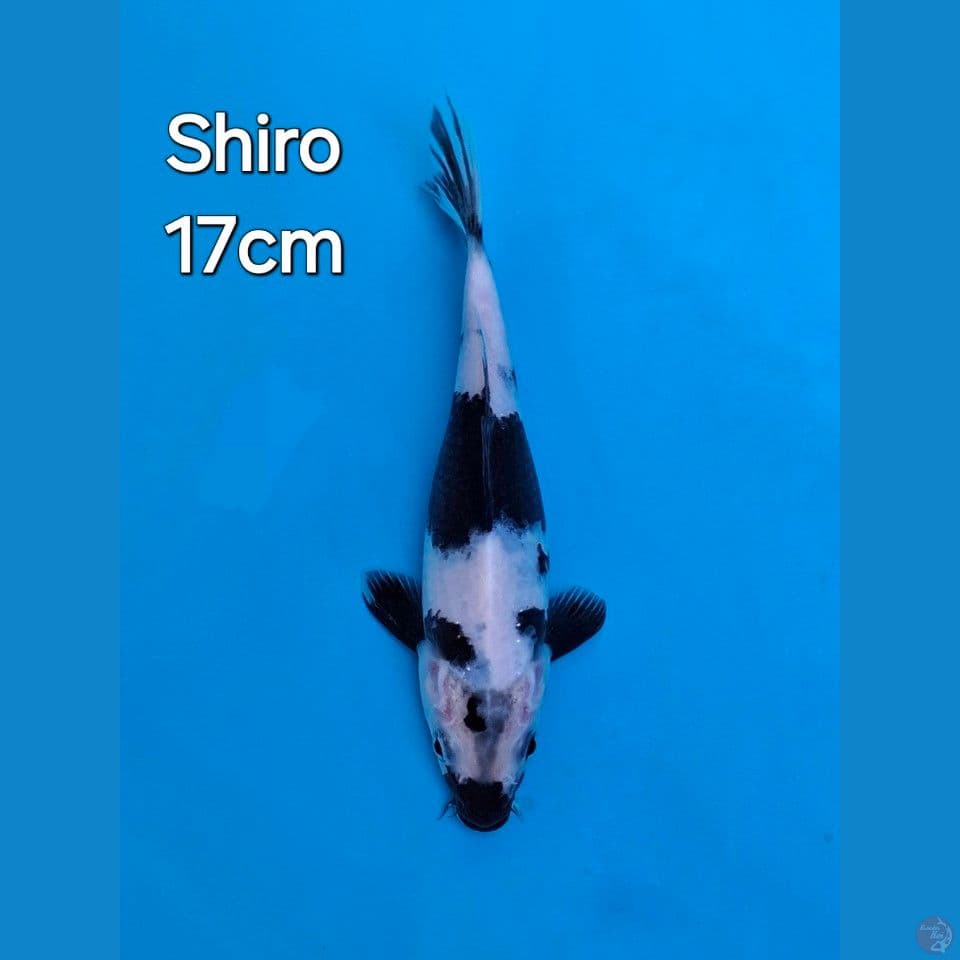 SHIRO UTSURI 17CM