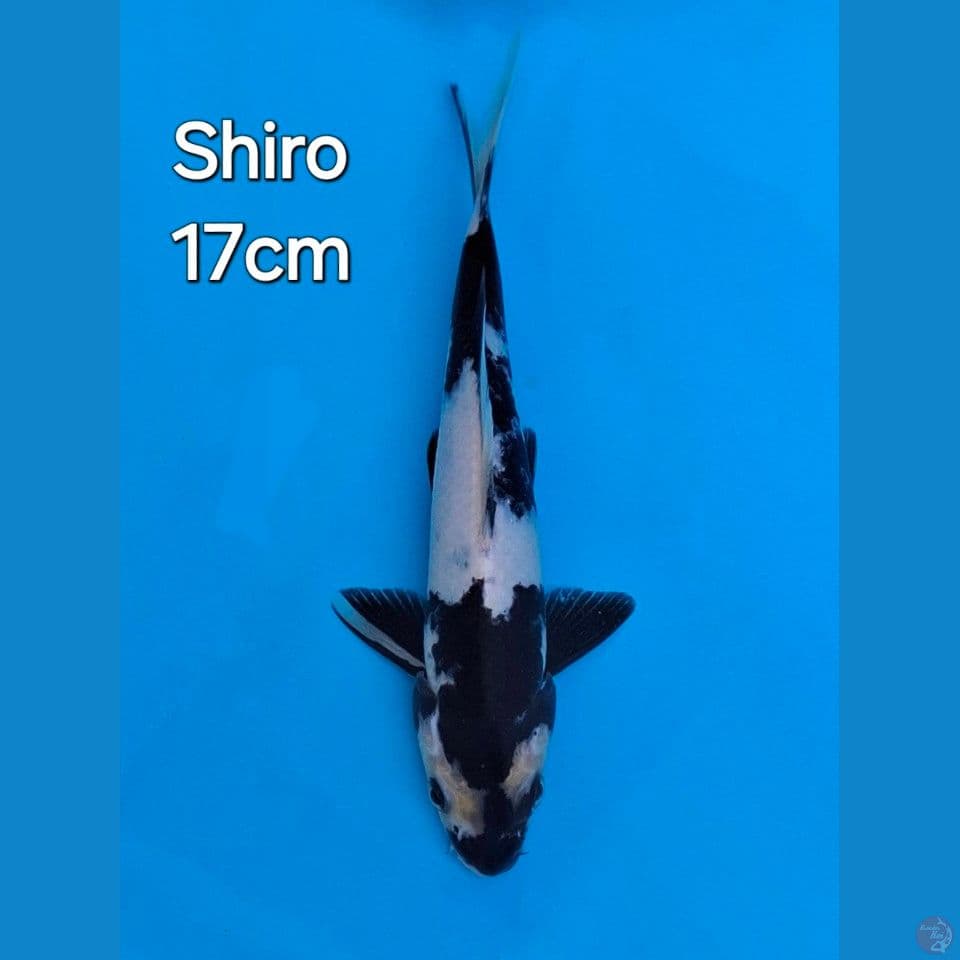SHIRO UTSURI 17CM