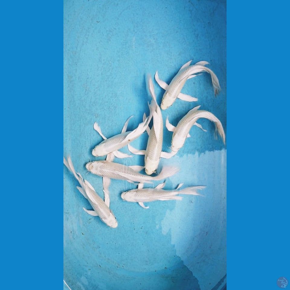 PLATINUM KUMPAY 22-25 CM
