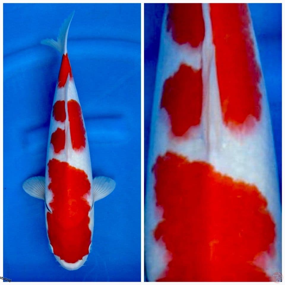 Kohaku f1 sakai 35cm