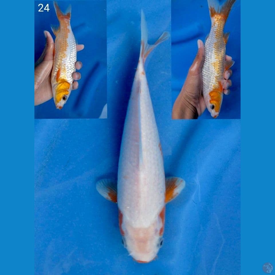 Super Yuki gingrin 24cm