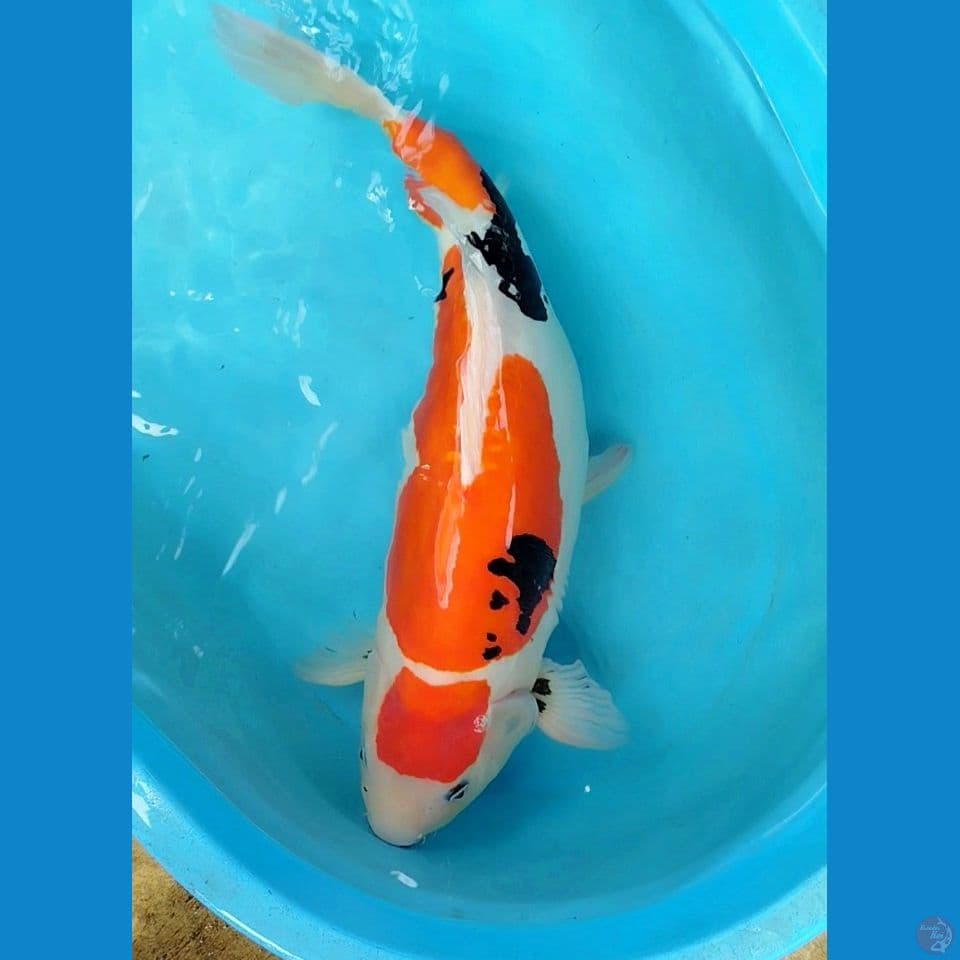 doit 55cm