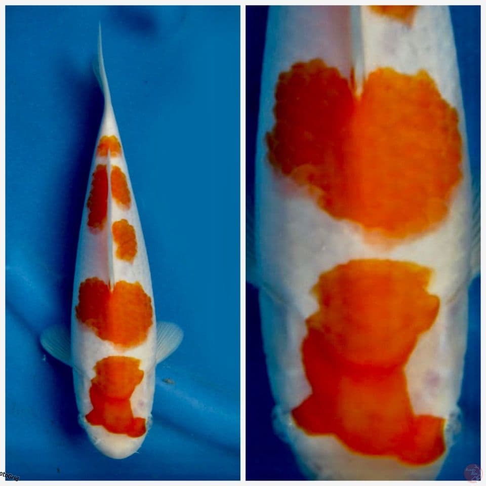 Super kohaku F1 sakai 27cm