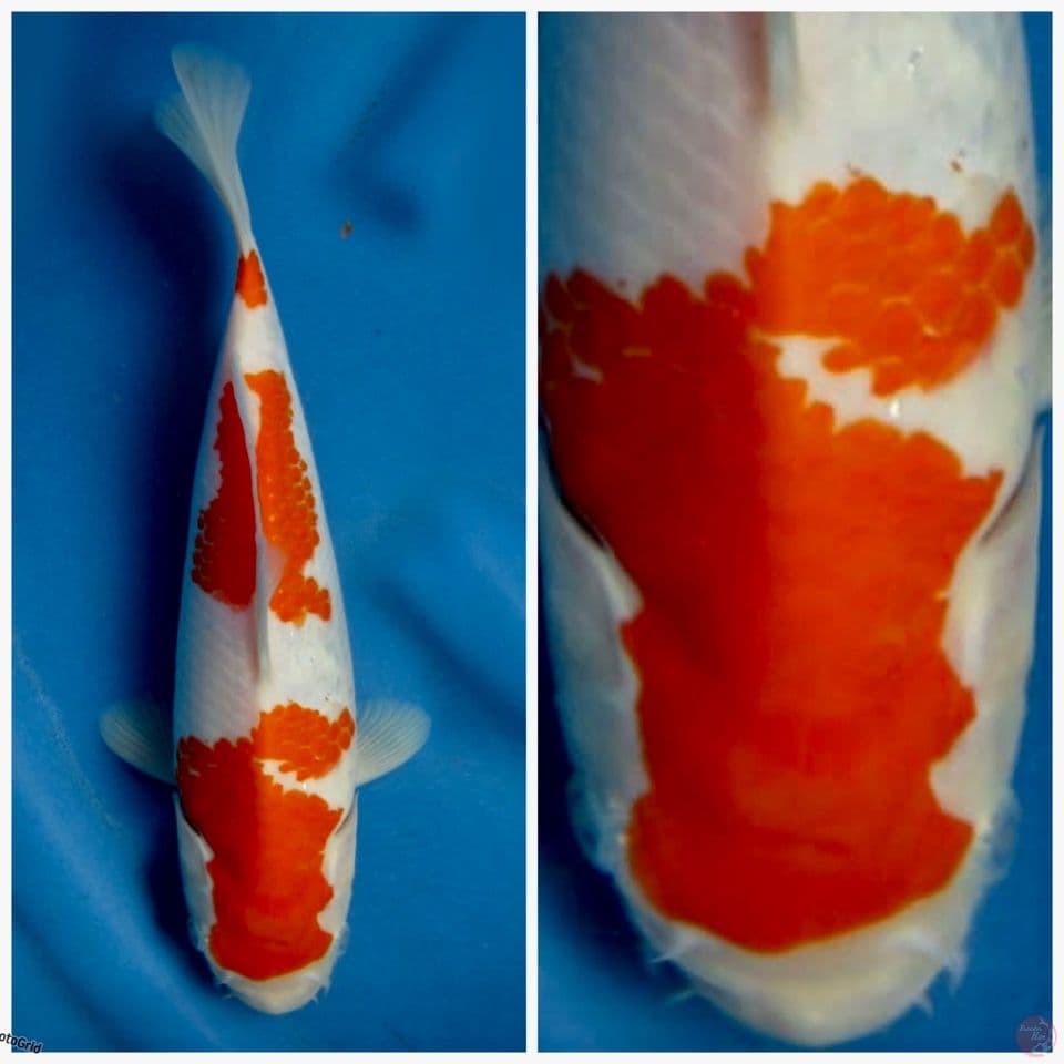 Kohaku F1 sakai 25cm