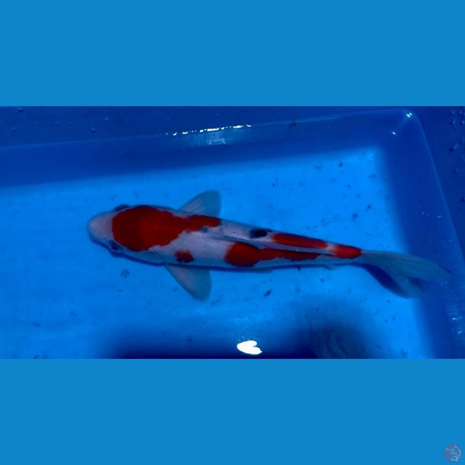 Sanke ori 25cm