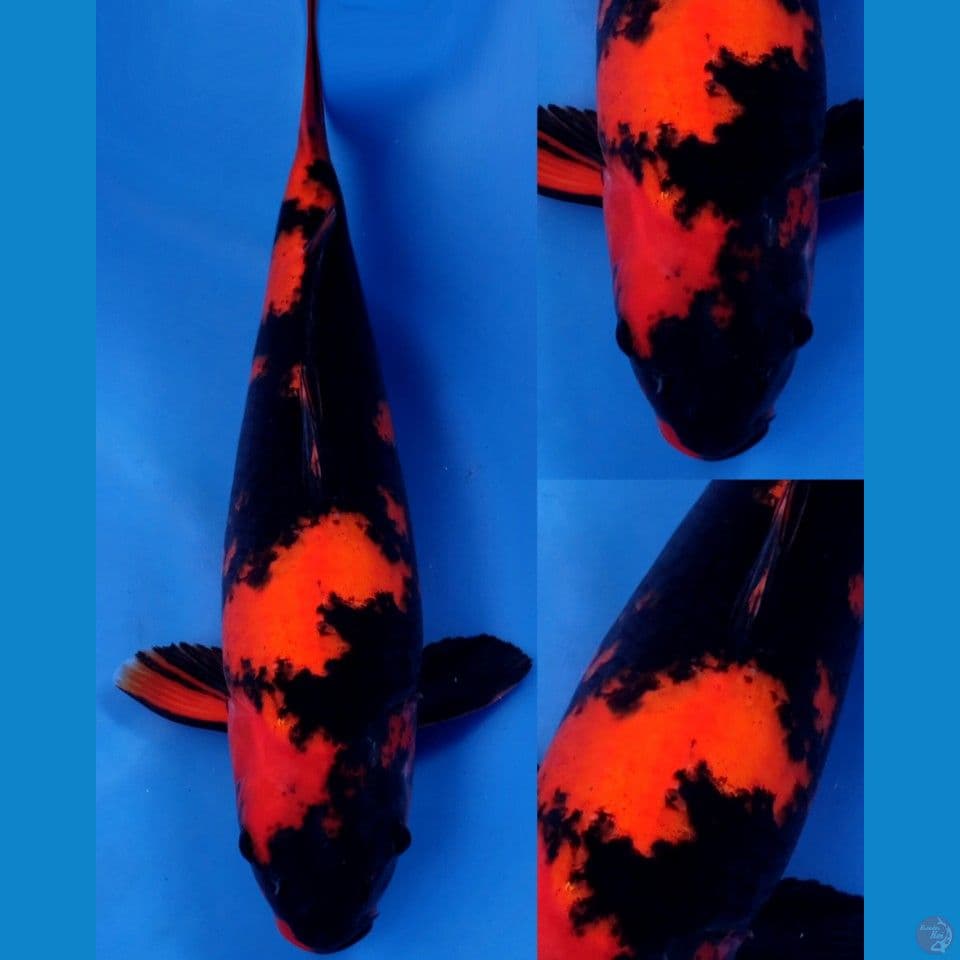 SQ Hi utsuri import Dainichi