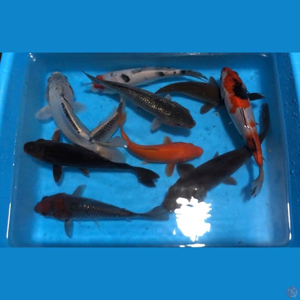 paket mix koi 10 ekor 20-23
