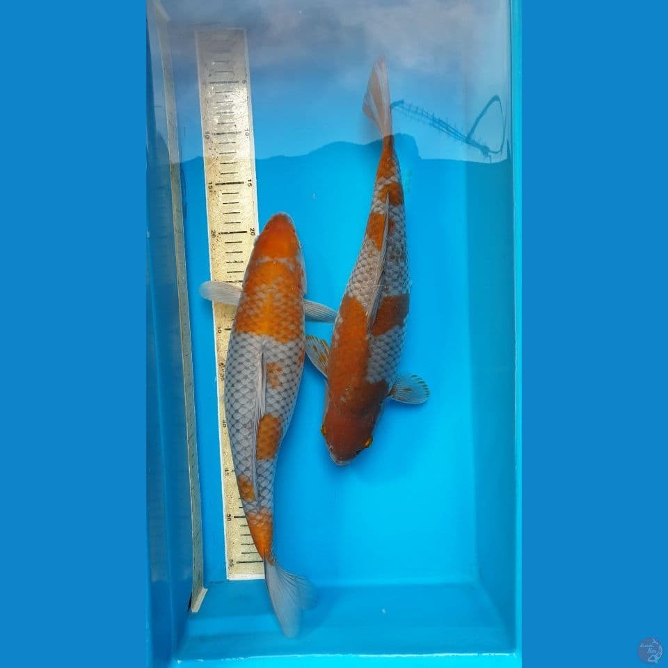 Ociba Jumbo 38,39Cm.
