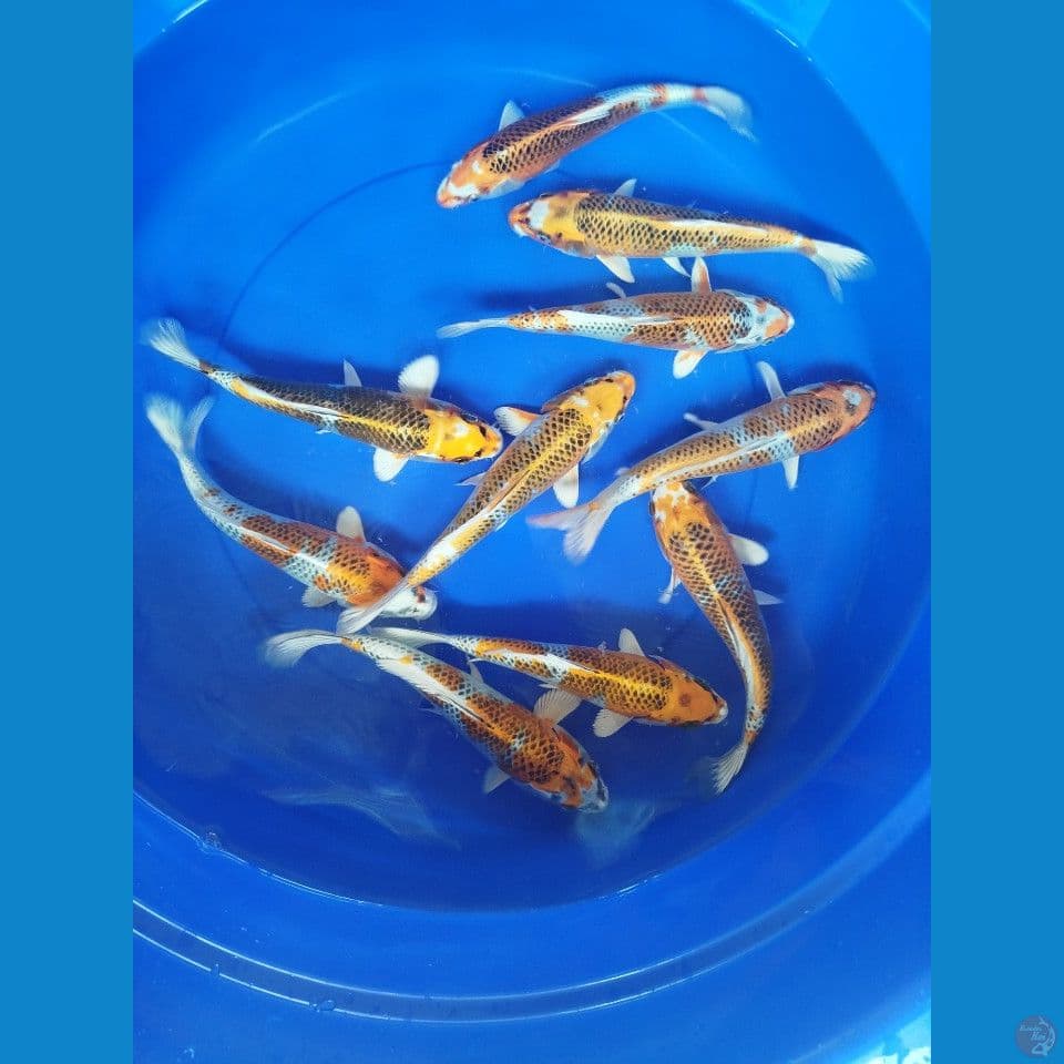 kojaku size20cm sampai 22cm jumlah 10ekor