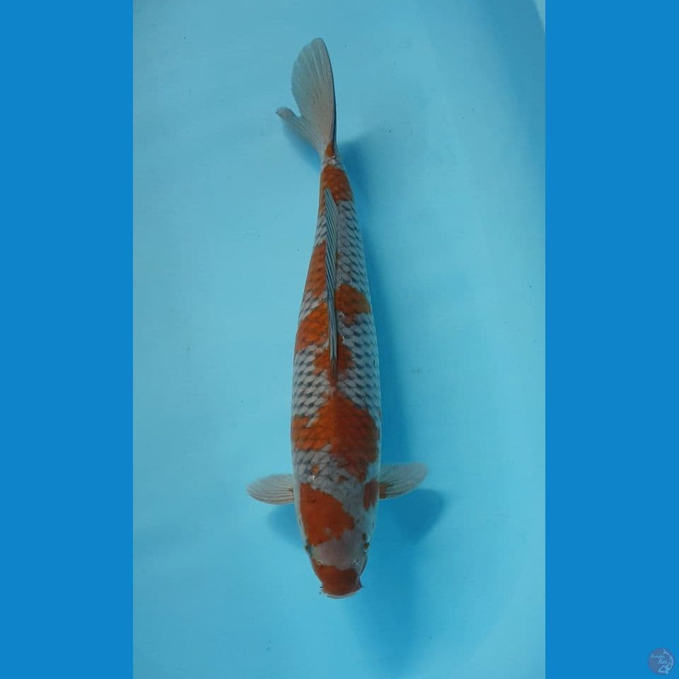 OCHIBA SIGURE 45cm