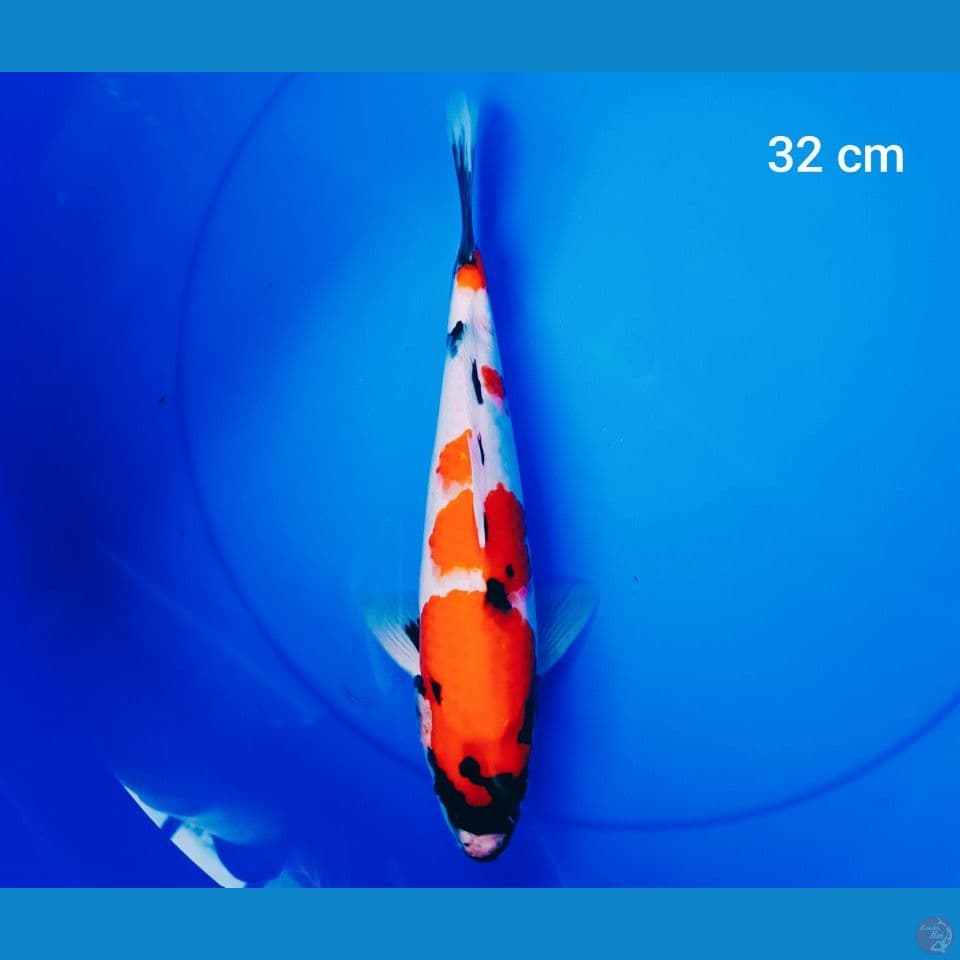 showa tateghoi male 32 cm