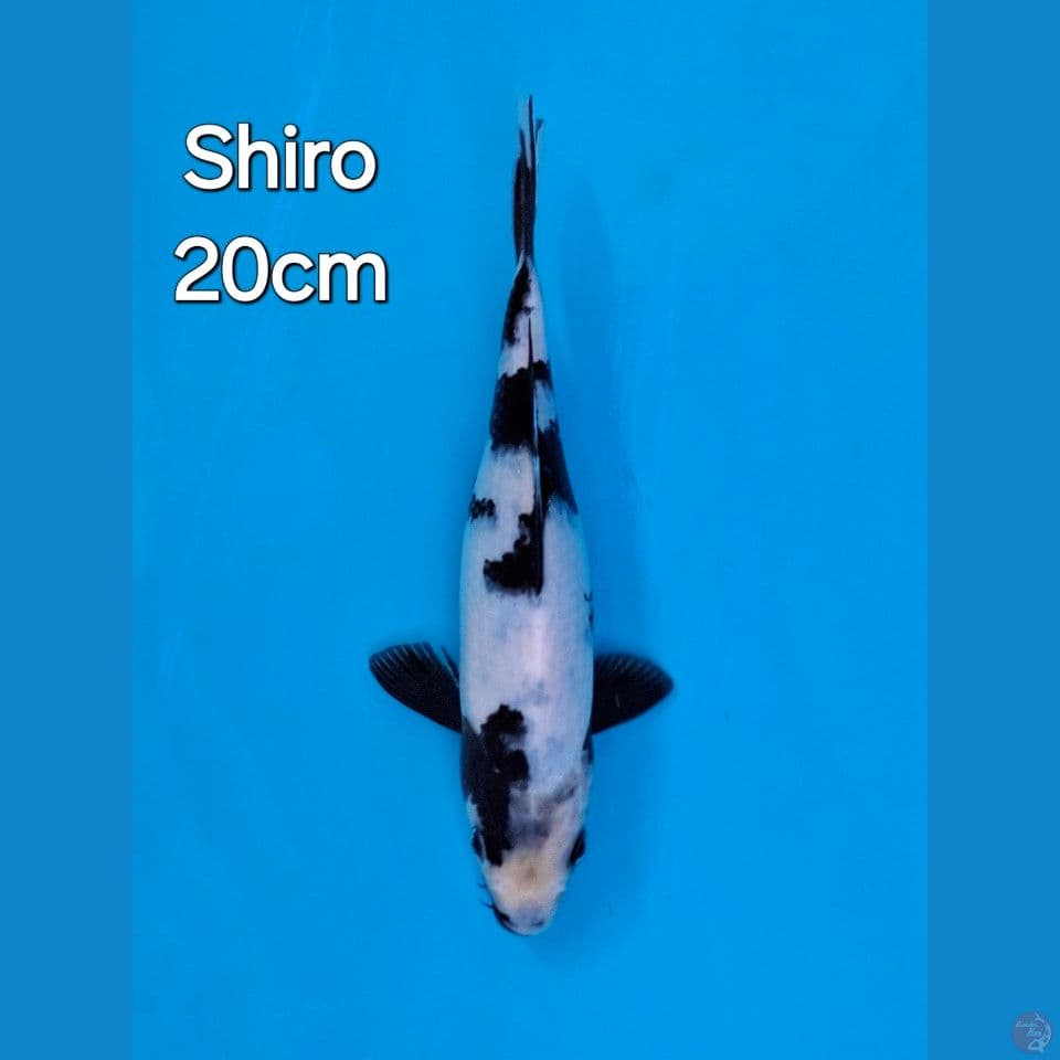 SHIRO UTSURI 20CM