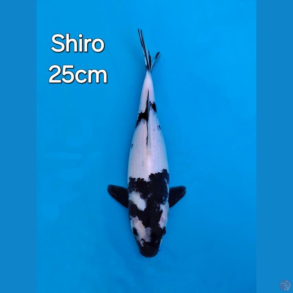 SHIRO UTSURI 25CM
